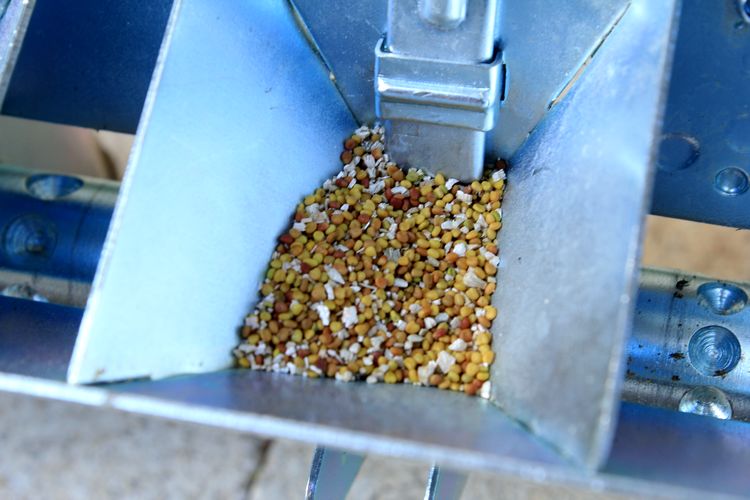 photo de graines de trèfles blanc dans un semoir à 4 rangs