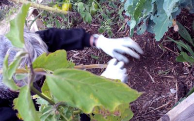 3 classiques de la permaculture pour l’abondance au jardin