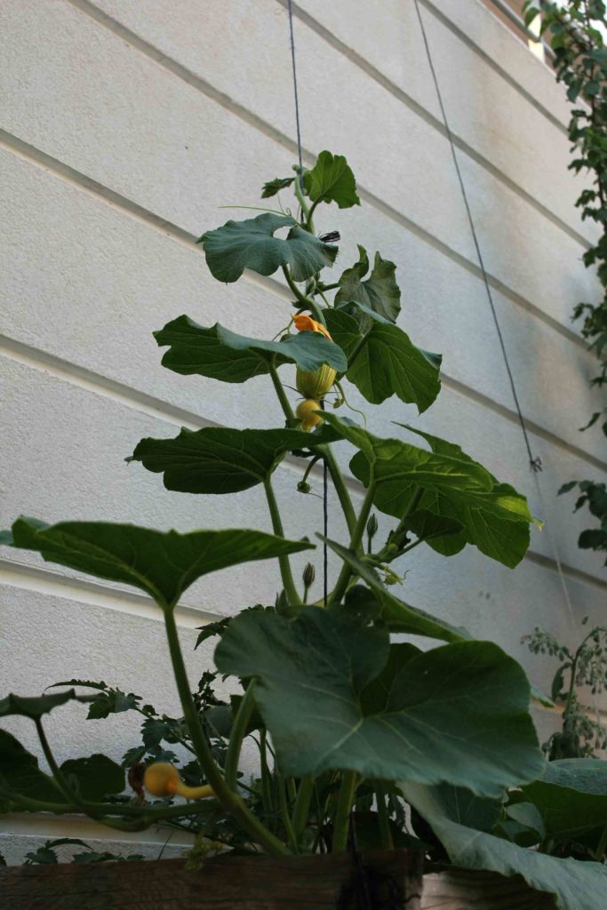 courge palissée contre un mur