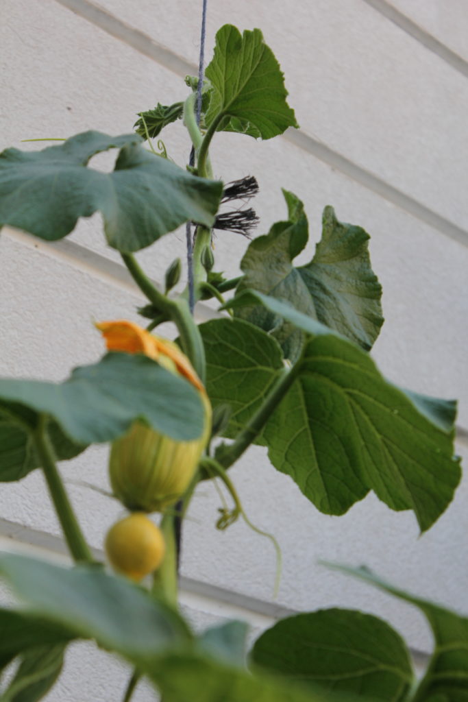 photo montrant en détail un pied de courge montant un mur par une cordelette, la courge est en fleur