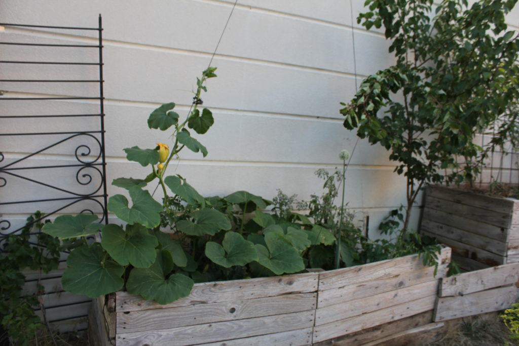 photographie montrant une autre vue de la culture en strates végétales dans un jardin partagé