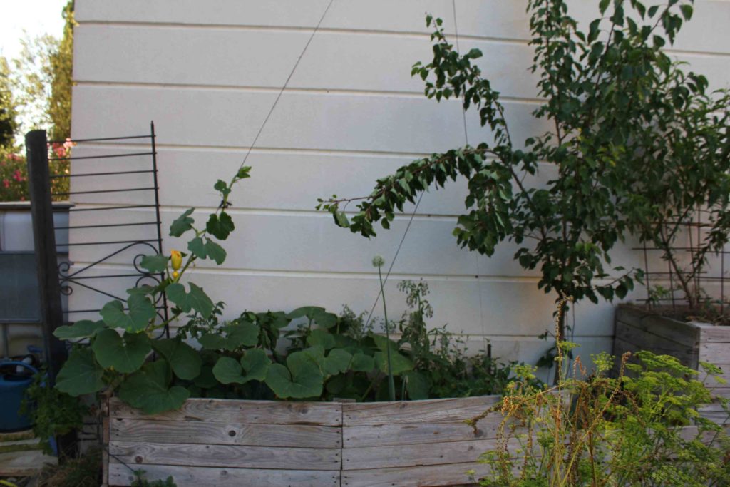 exemple de cultures à plusieurs strates végétales, arbres fruitiers avec courge grimpante et des plantes herbacées au niveau du sol