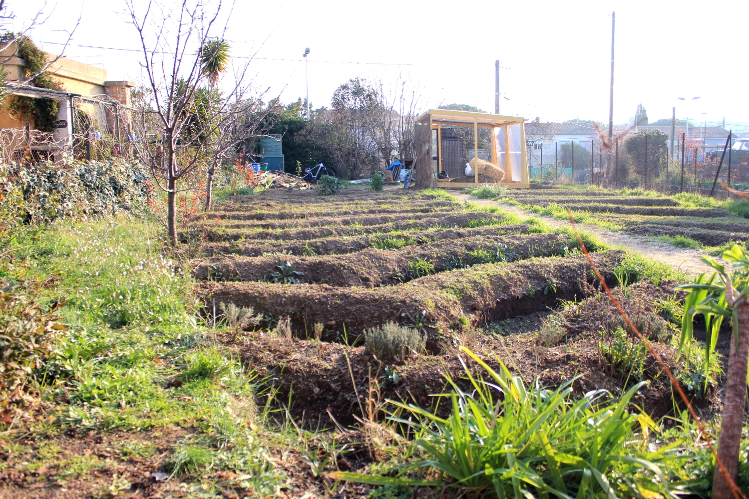 photo du jardin d'eric avec des buttes et au loin la serre en cours de construction, sous un beau soleil d'hiver