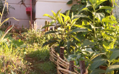 11 Ateliers dans les jardins d’Hérault pour découvrir la Permaculture