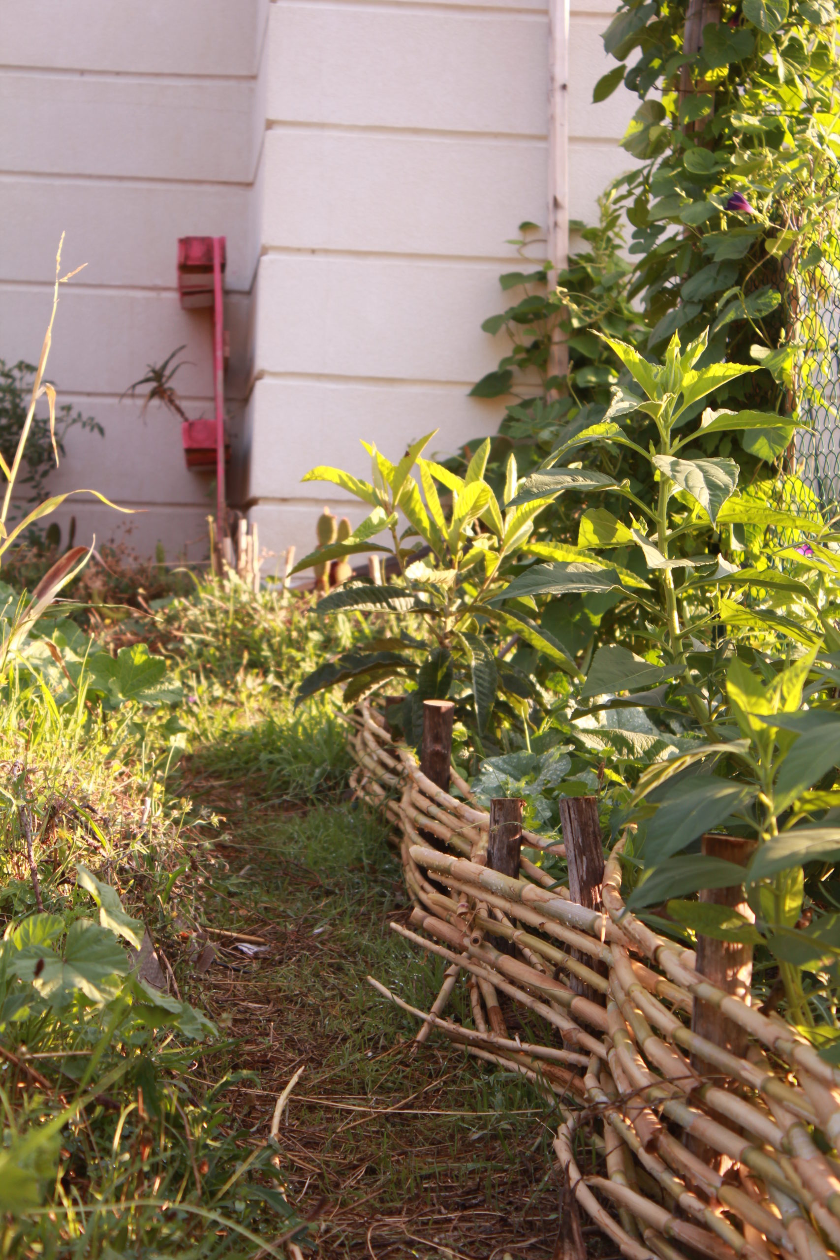 photo d'un jardin partagé en hérault