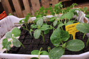 semis en motte dans une serre d'un jardin partagé