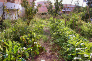 planche permanentes de cultures dans un jardin résidentiel partagé, cultivées avec des arbres, après un design en permaculture