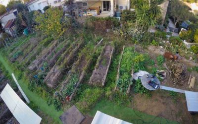 Pourquoi ne pas éliminer les mauvaises herbes ?