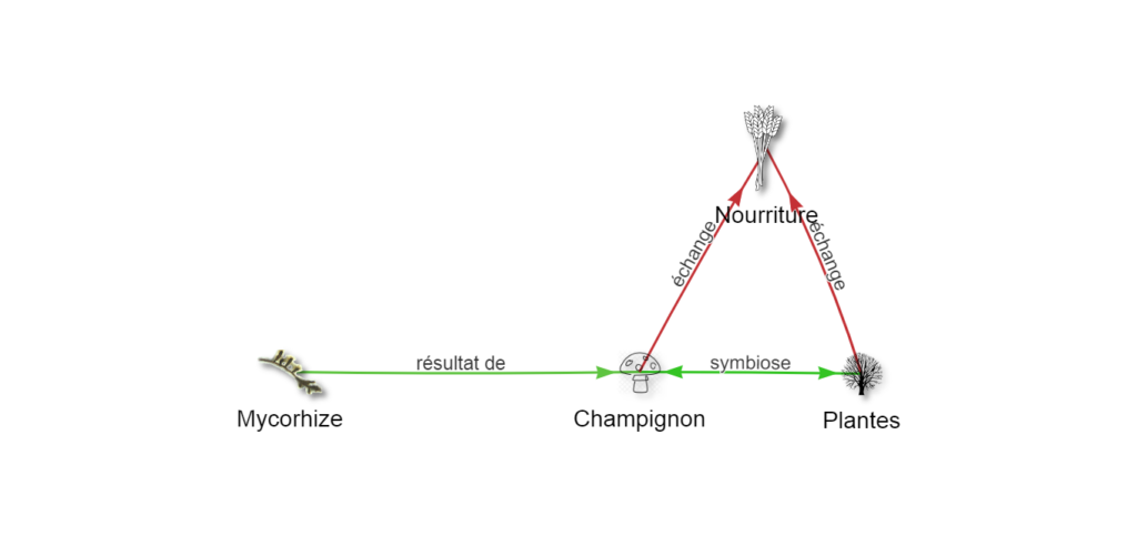 schéma-champignon-et-plantes.png