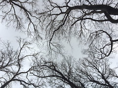 arbres vue de dessous, on voit bien les ramifications de ces branches sans feuille (photo en noir et blanc)