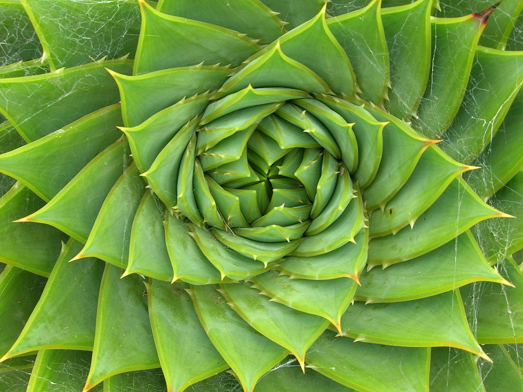 plant d'aloe vera montrant son réseau de feuille