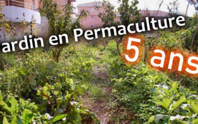 Un jardin en Permaculture 5 ans après (Vidéo)