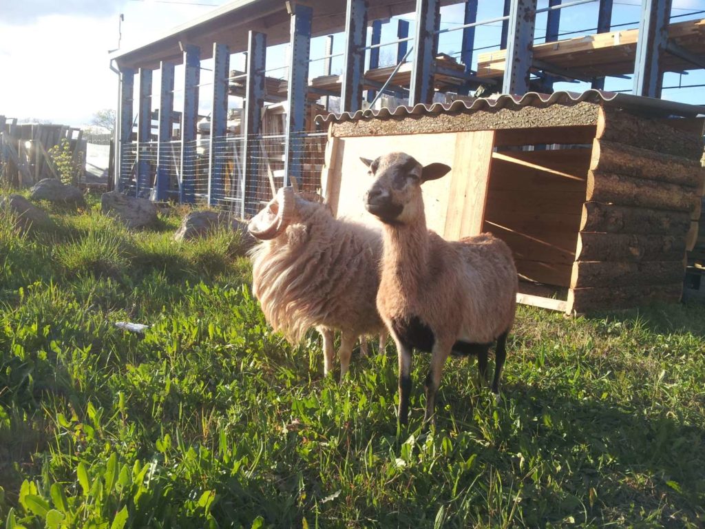 Jeune mouton Ouessant et brebis Cameroun, ils ont donné un petit depuis...