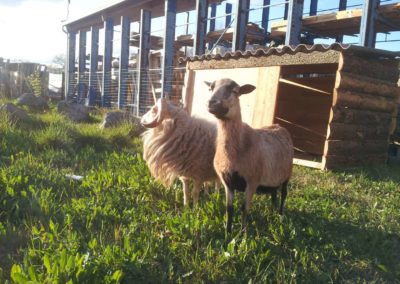 Jeune mouton Ouessant et brebis Cameroun, ils ont donné un petit depuis...