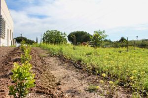 verger agroforestier, par cultures d'avenir, à destination de salariés d'entreprise par le biais de potagers d'entreprise