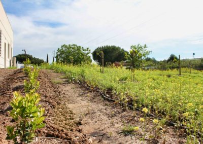 verger agroforestier, par cultures d'avenir, à destination de salariés d'entreprise par le biais de potagers d'entreprise