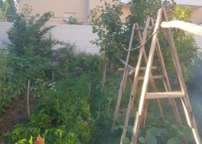 photo d'un jardin qui produit en abondance et respecte les équilibres naturels