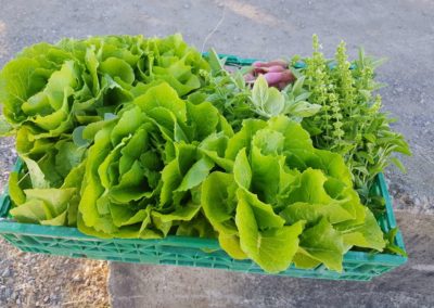 Salades récoltées dans les jardins potagers d'entreprise, pour les salariés