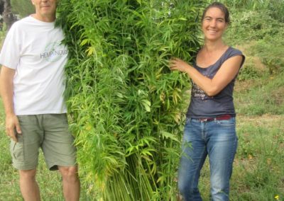 photo de deux personnes tenant une gerbe de chanvre (cannabis sativa L.) en pleine saison