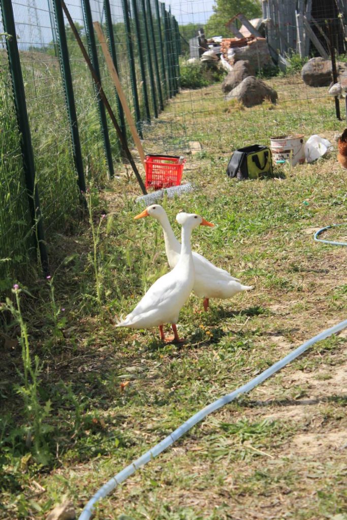 canards coureurs indiens en jardin d'entreprise