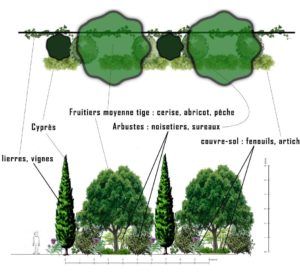 vue de coupe d'une haie vive fruitière pour un design en permaculture