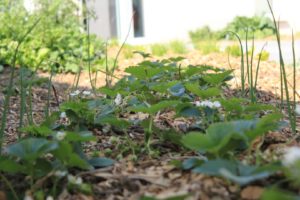 fraisiers et oignons plantés dans un potager d'entreprise