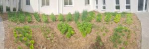 jardin mandala en entreprise