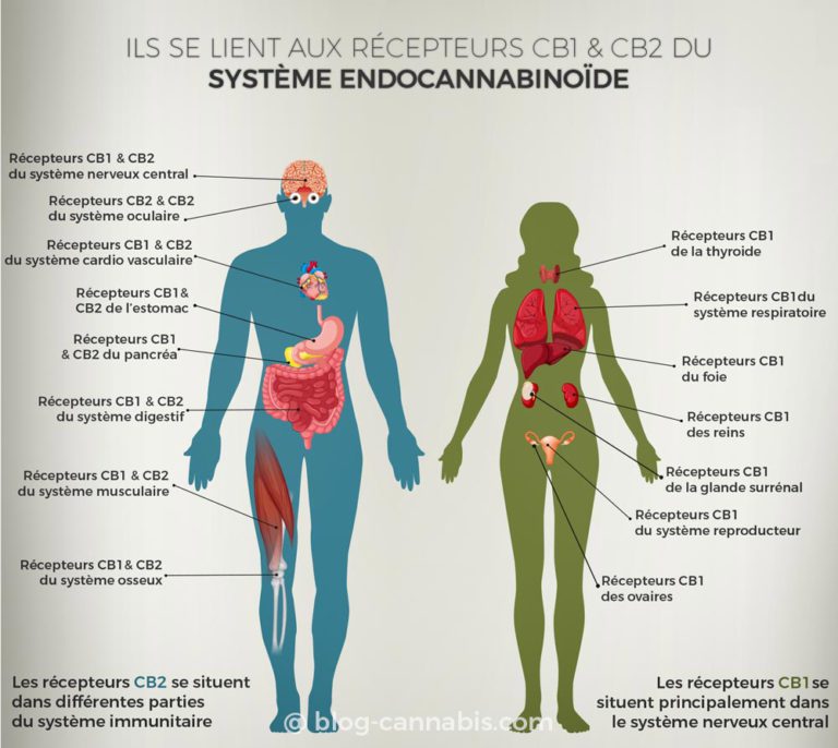 infographie montrant le système endocannabinoïde chez l'humain