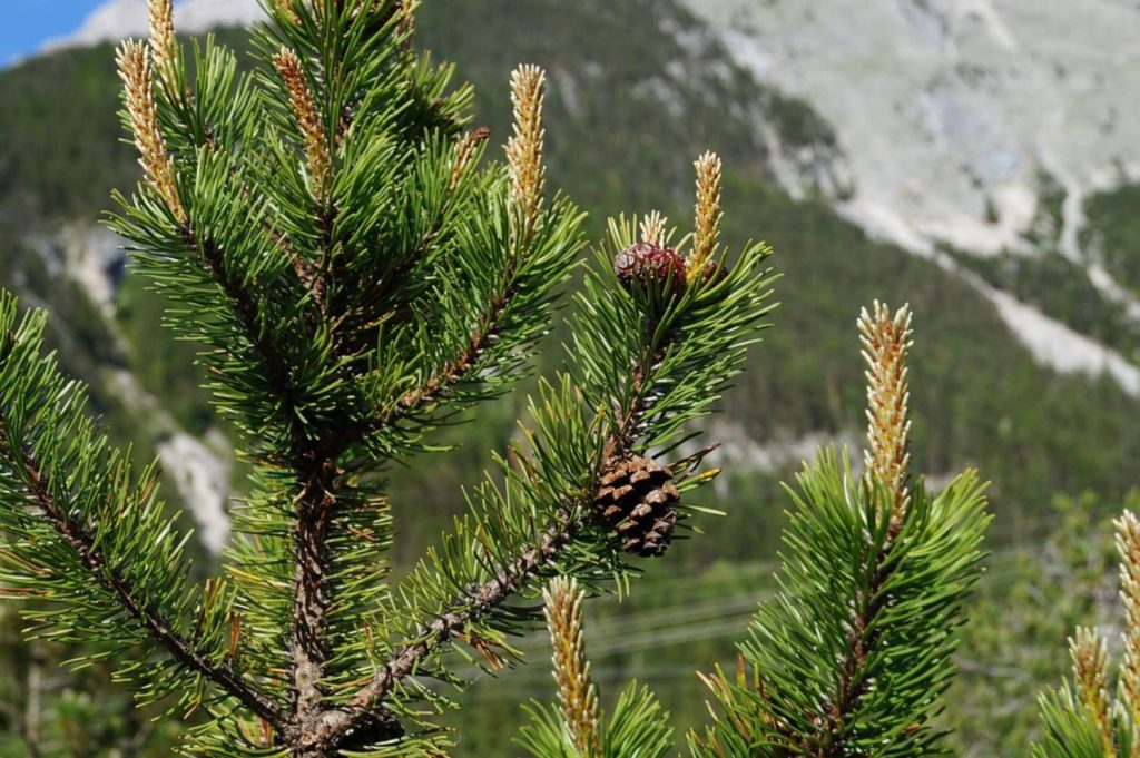 aiguilles de pins et cônes de pins, vus sur la cime de l'arbre