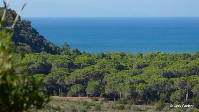 vue sur une pinède en bord de mer, il semblerait que pas grand-chose ne pousse