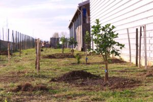 les premiers arbres sont implantés au potager d'entreprise, ici des agrumes qui profiteront de la chaleur réverbérée par le mur en tôle