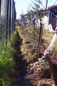 mise en haut de la baissière retenant l'eau pour la haie fruitière multi-étagée du potager d'entreprise, afin de vérifier si elle est fonctionnelle