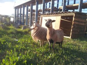 couple de moutons, un jeune mouton ouessant et une brebis cameroun près de leur abri en bois de dosses, dans la micro-ferme d'entreprise