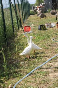 deux canards coureurs indiens blancs dans le potager d'entreprise pratiquement terminé