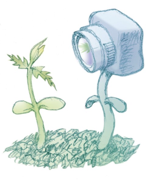 dessin d'un appareil photo sur tige prenant en photo une jeune plante (dessin de benoit bauchet)