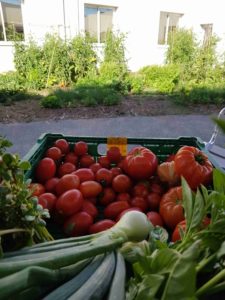 caissette contenant des récoltes de tomates, oignons, basilics, avec un jardin mandala en fond