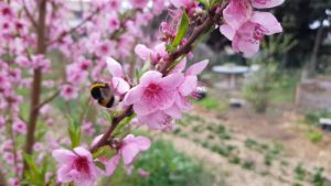 insecte pollinisateur butinant des fleurs de pêcher au début du printemps