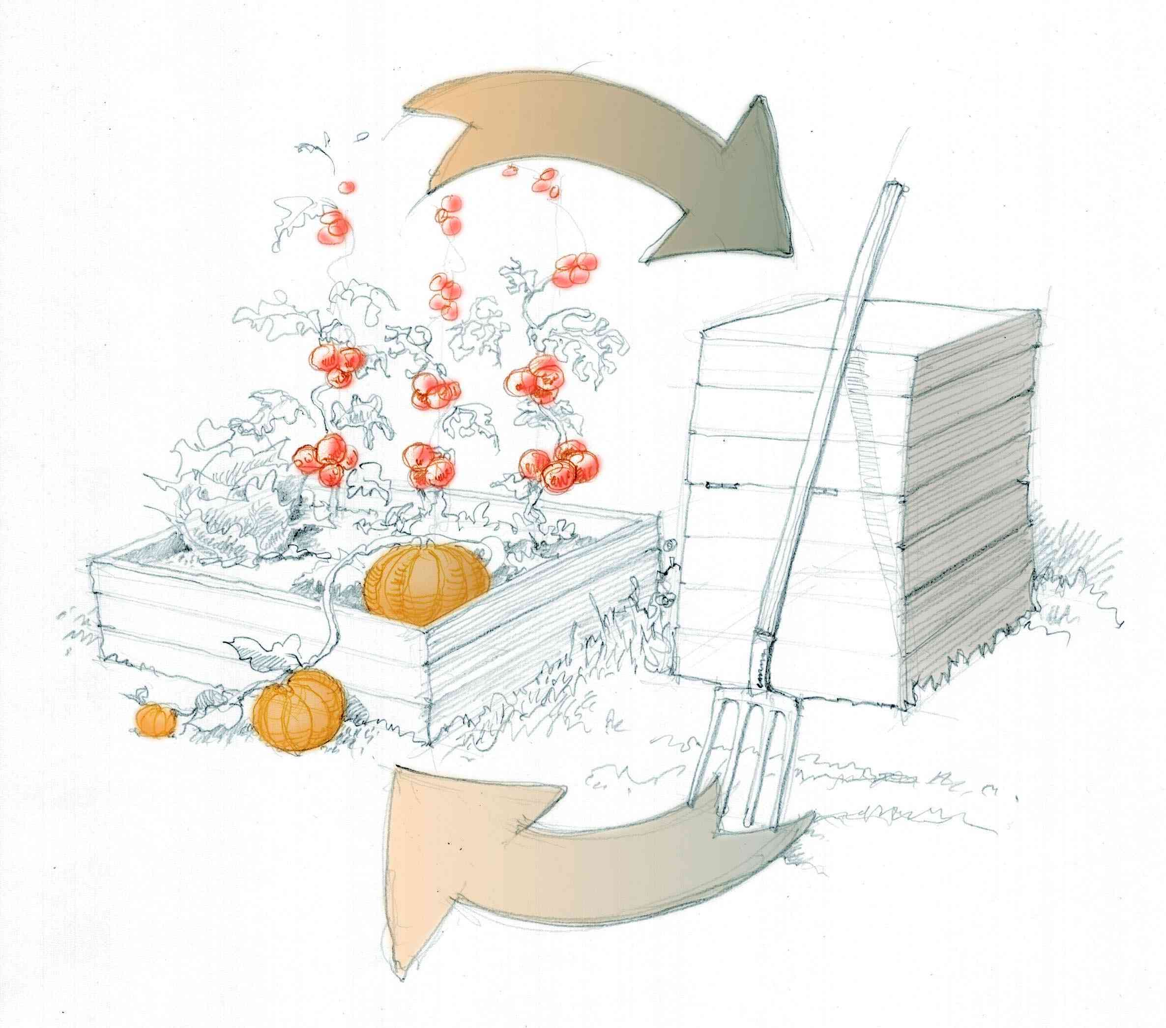 dessin d'un composteur placé à côté d'une zone de culture avec tomates et courges. deux flèches illustrent l'intérêt de cet emplacement relatif.