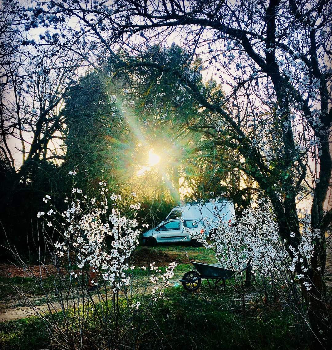 une belle vue sur le terrain de l'oasis de béziers, avec le soleil qui se couche à travers les amandiers en fleur