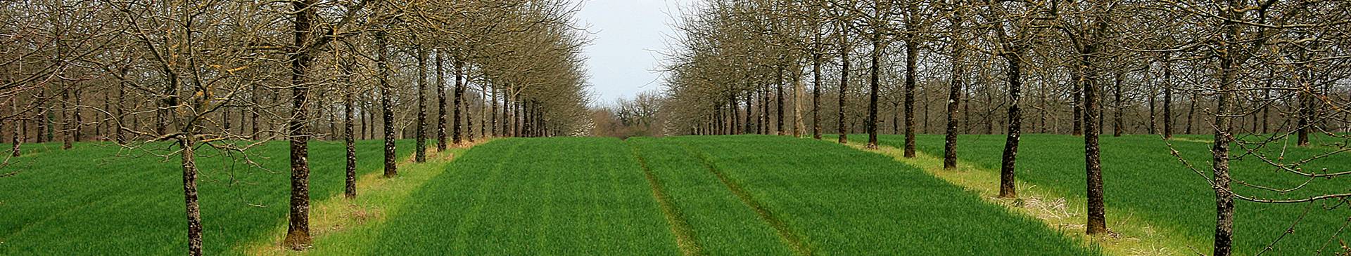 photo d'agroforesterie en climat tempéré