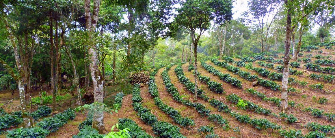 photo d'agroforesterie en climat tropical