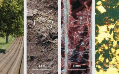 Vivre en harmonie avec un sol vivant – conférence
